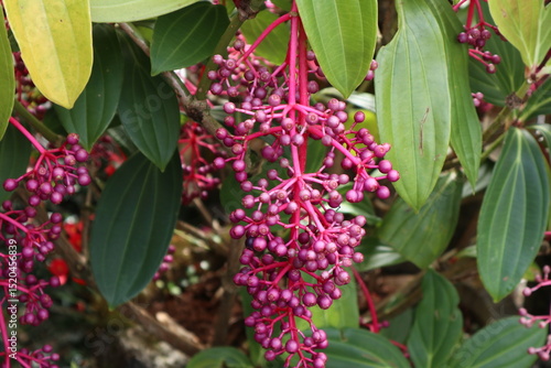 Bauh parijoto ,Striking Asian grape, medinilla speciosa, dark purple ripe berries.