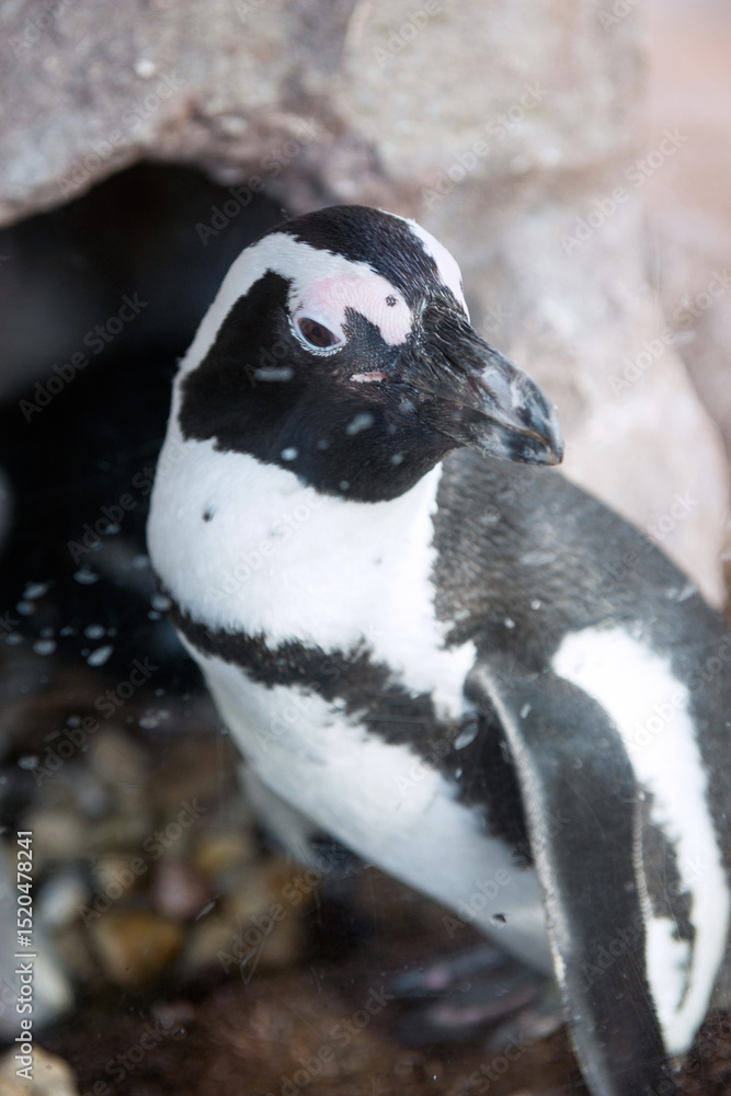 Naklejka premium ペンギン