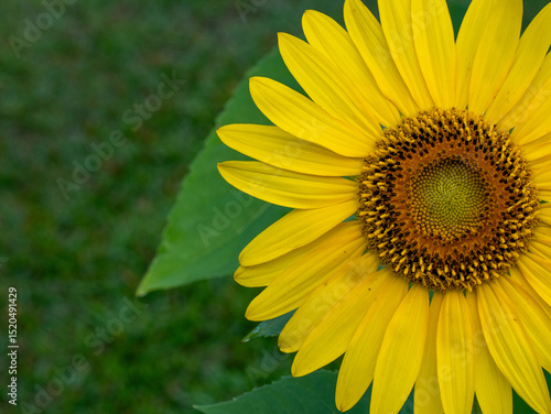sunflower close up on a green background