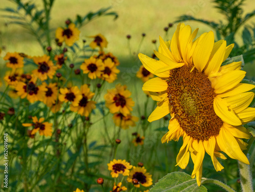 sunflower with wildflowers