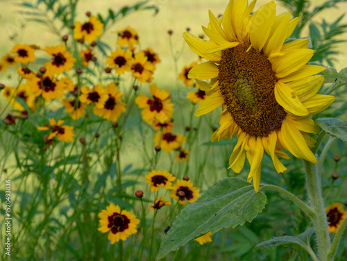 sunflower field in summer with wildflowers