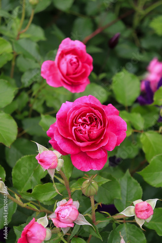 Roses blooming in Japan
