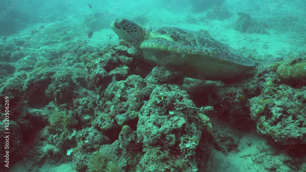 Sea turtle on a coral reef in the tropics. Sipadan, Malaysia. Sea turtle on a coral reef in the tropics. Sipadan, Malaysia.