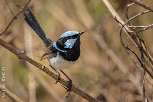 A male Superb Fairywren perched on a branch