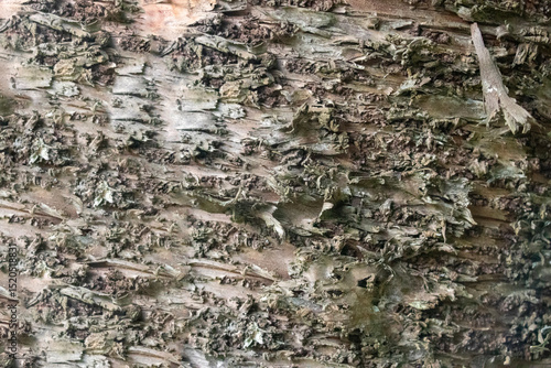The bark of what appears to be a birch tree grayish brown photo