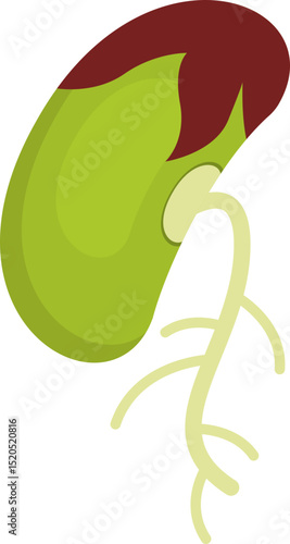 Human Gallbladder