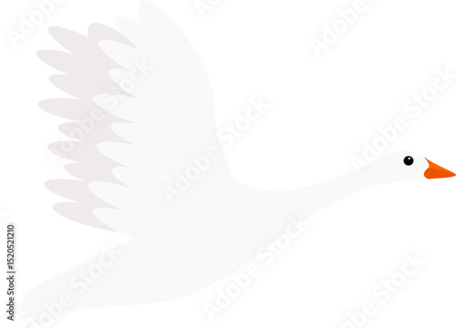 pigeon bird
