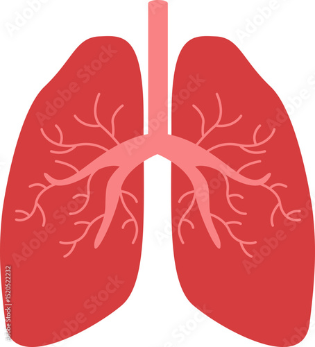 Lungs Organ