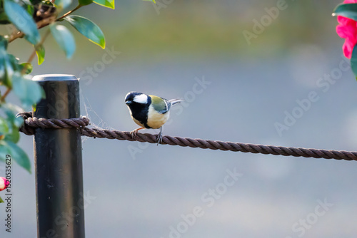 可愛いシジュウカラ（シジュウカラ科）
羽ばたき飛び立つ
英名学名：Japanese Tit (Parus minor, family comprising tits).

