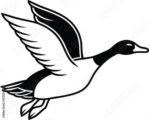 duck isolated on white background