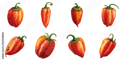Multiple vector illustrations habanero pepper, watercolor style