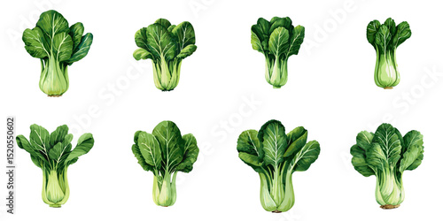 Multiple vector illustrations bok choy, watercolor style