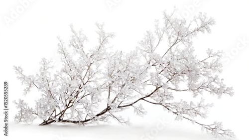 Wallpaper Mural Delicate frost-covered branch showcasing intricate patterns against a white background Torontodigital.ca
