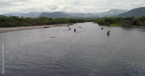 Grizzly Bears Hunting Salmon in Pristine Kamchatka Wilderness