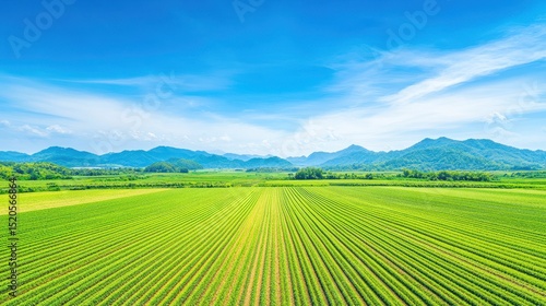 Green agriculture field landscape with mountains sky. Rural farmland with rows of crops and open nature. Countryside scenery, panoramic background, vibrant summer, ideal for farming, ecology, and