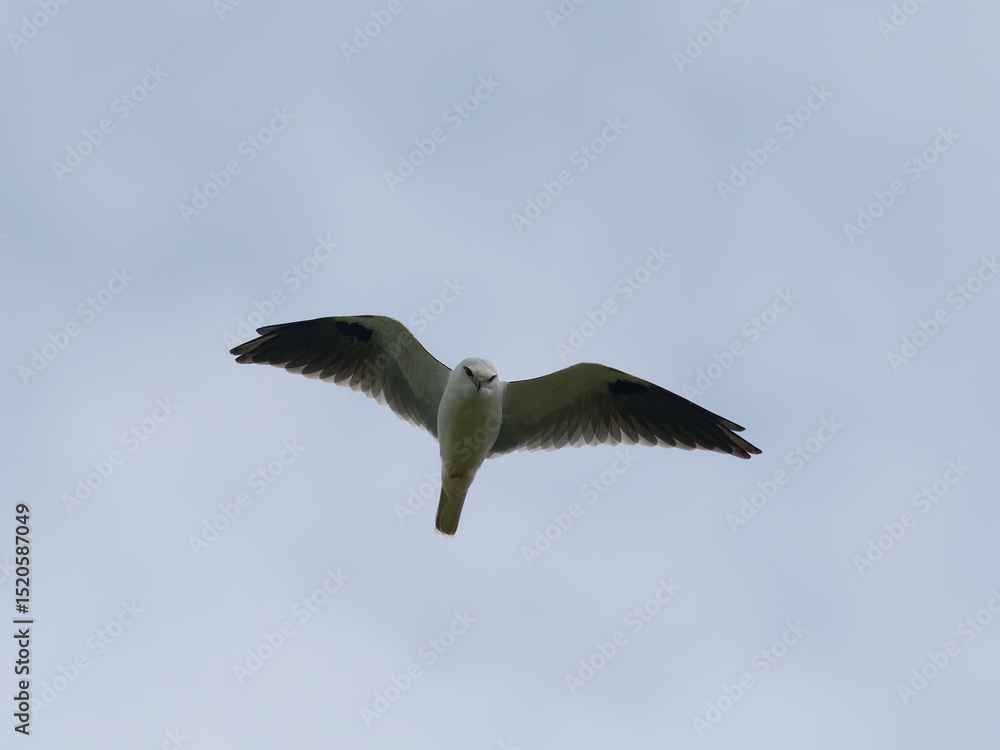 Fototapeta premium Australian, Black-Shouldered Kite (Elanus axillaris) hovering high in the sky with blue sky and greyish clouds in the background