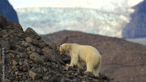 Polar Bear sniffing for food in Greenland rocky environment