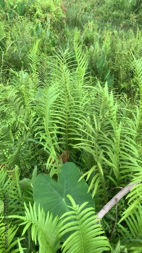 Summer fern green background, Green forest fern plant in atmospheric forest environment