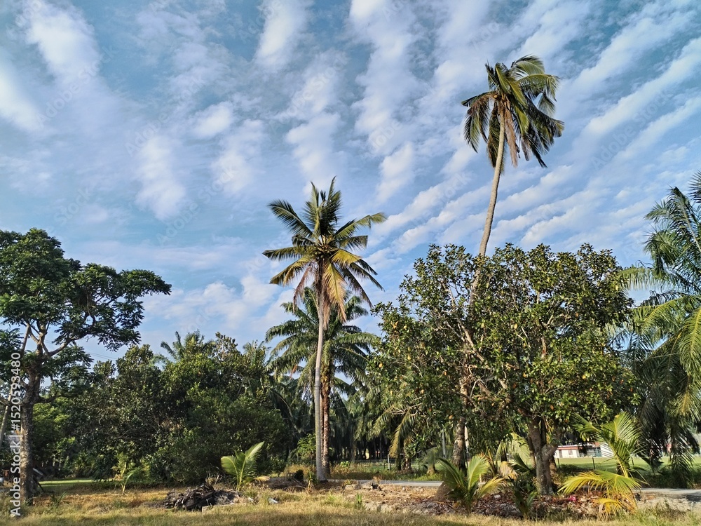 Fototapeta premium coconut trees and blue sky on Malaysia village