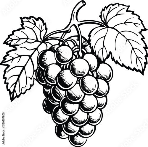 Grapes on vine : A monochrome illustration of a plump bunch of grapes, complete with lush leaves, captures the simplicity of a classic and well known fruit.