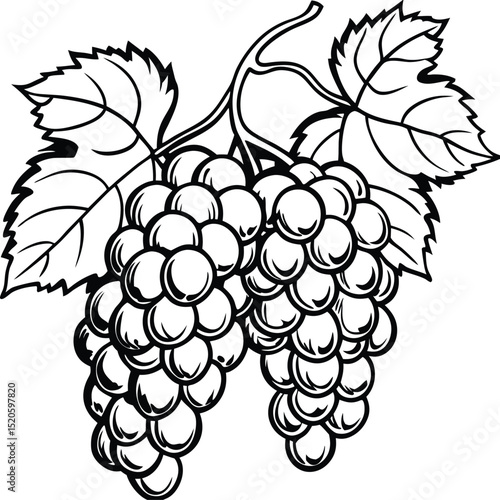 Grape Cluster Illustration: A detailed monochrome illustration of a cluster of ripe grapes, showcasing the natural beauty and simplicity of organic forms.