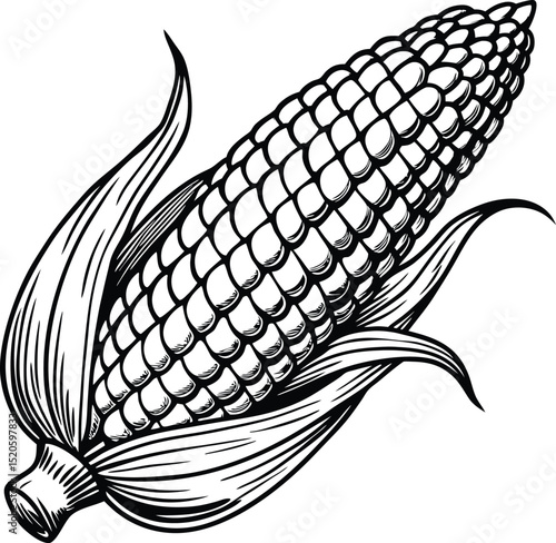 Corncob Line Art: A detailed line art illustration of a single ear of corn, showcasing its kernels and husk with intricate detail.