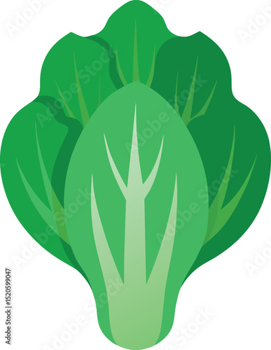 bok choy  vector illustration on white background  