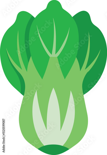 bok choy  vector illustration on white background .eps