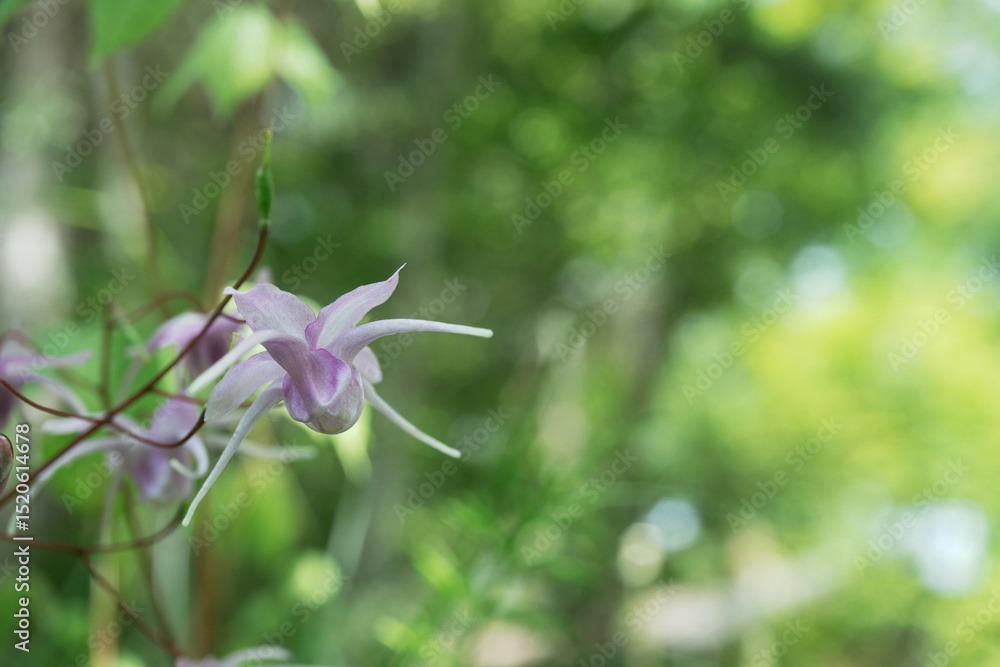 日本:イカリソウ(Epimedium grandiflorum )/下向きに咲く薄紫色の錨型の花をクローズアップ【山野草】長野県・5月
日本:イカリソウ(Epimedium grandiflorum )/下向きに咲く薄紫色の錨型の花をクローズアップ【山野草】長野県・5月