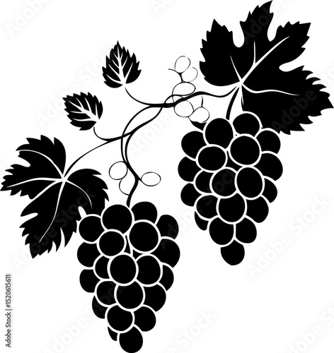 Detailed Vector Illustration of Grape Vine with Ripe Grape Bunches and Branches Featuring Various Shades of Green Red and Purple on