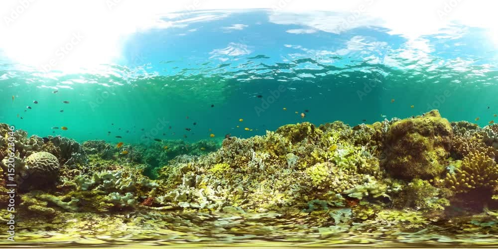 Underwater scene with coral garden. Tropical fish and coral reef. VR 360. Underwater scene with coral garden. Tropical fish and coral reef. VR 360.