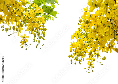 Cassia fistula with yellow flower or golden shower flower isolated on transparent. Yellow flower border banner background