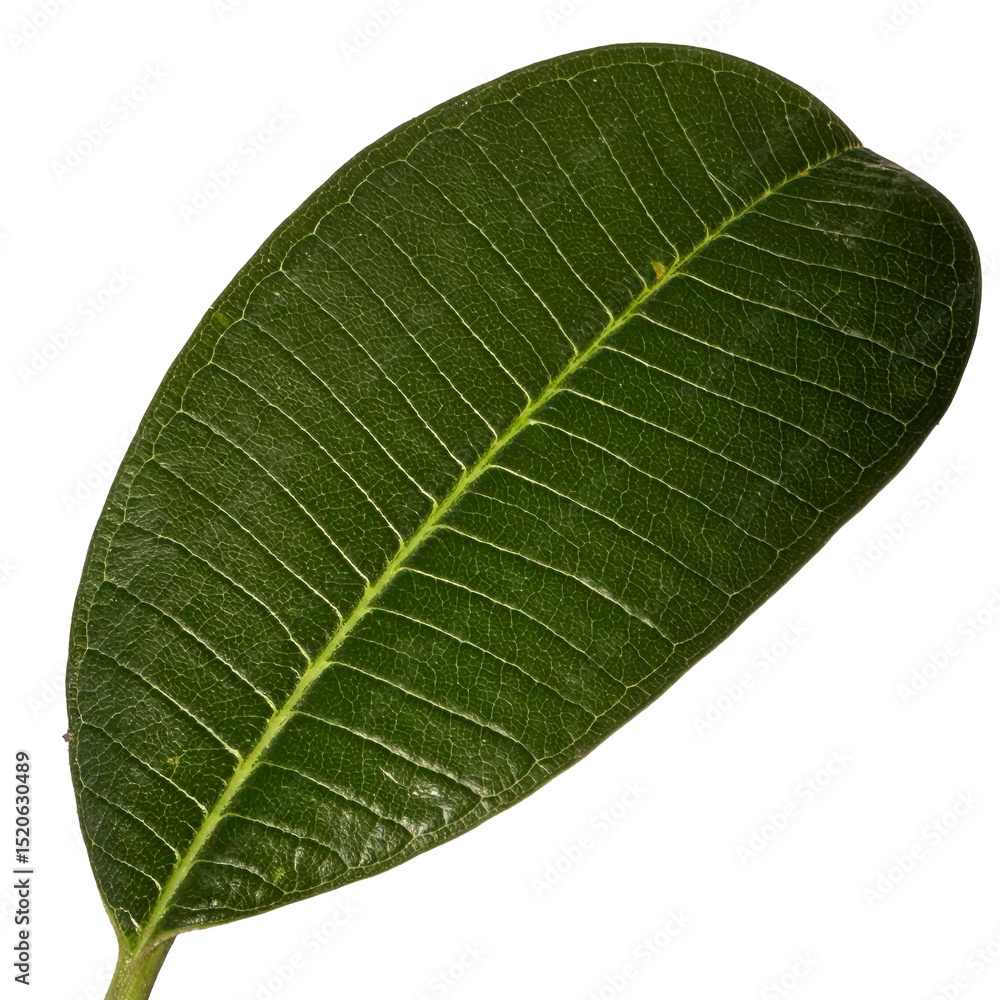 Obraz premium Close up green leaves of plumeria or frangipani tree isolated on transparent background.