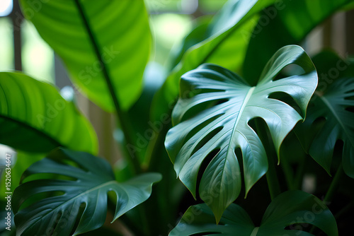 Lush Tropical Leaves: Vibrant Nature Photography [with space for text]