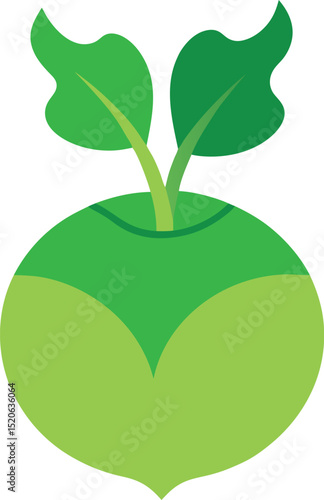 kohlrabi  vector on white background  