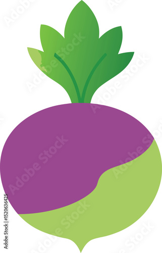 kohlrabi bulb vector on white background   