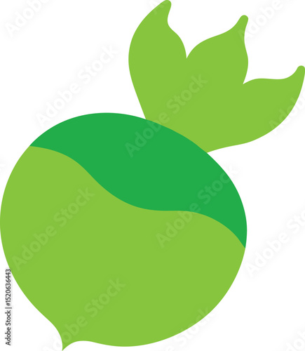 kohlrabi bulb vector on white background  .eps