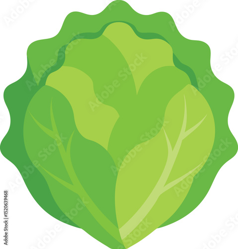 lettuce head vector on white background