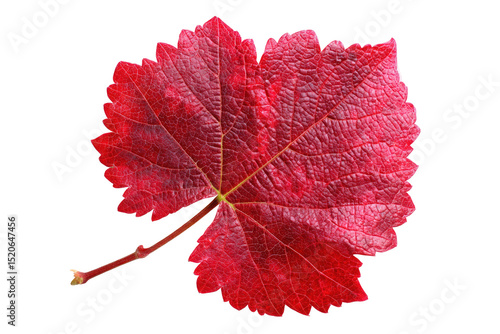 Detailed red grape leaf in autumn isolated on transparent background for design