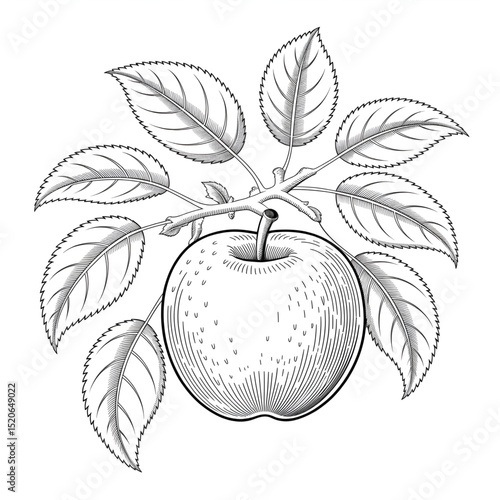 He is a ross Apple 