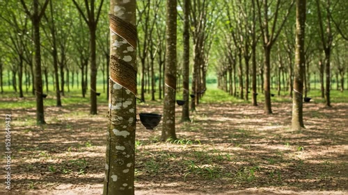 Rubber Tree Plantation: Rows of Trees in Sunlight