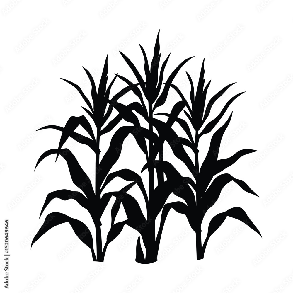 Obraz premium Corn stalk silhouette on white background