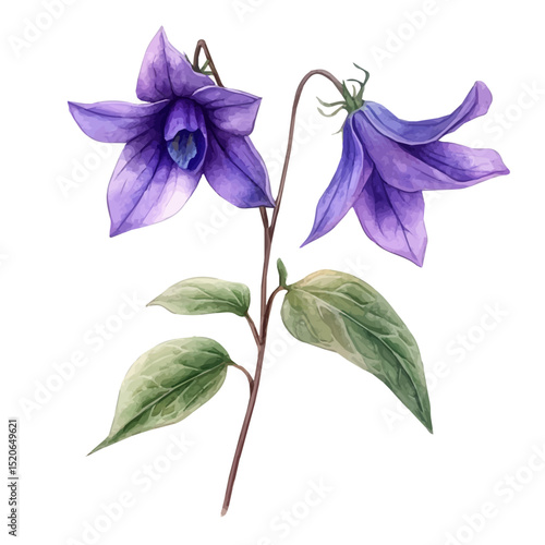 A Dogtooth Violet Stem, watercolor painting vector, high quality, isolated on a white background.