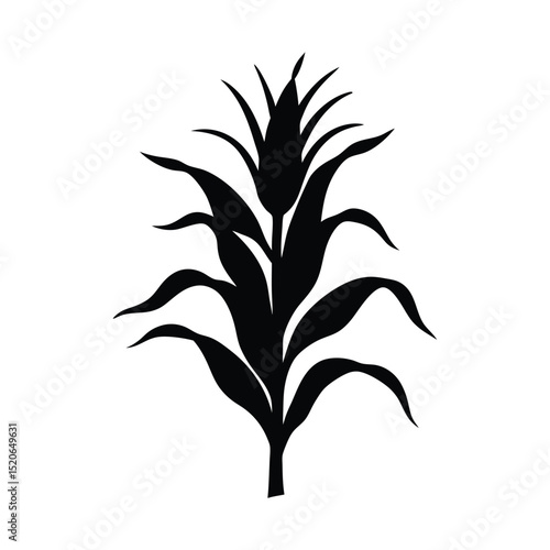 Corn stalk silhouette on white background