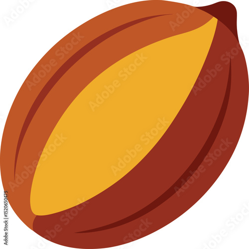 nutmeg seed  vector on white background