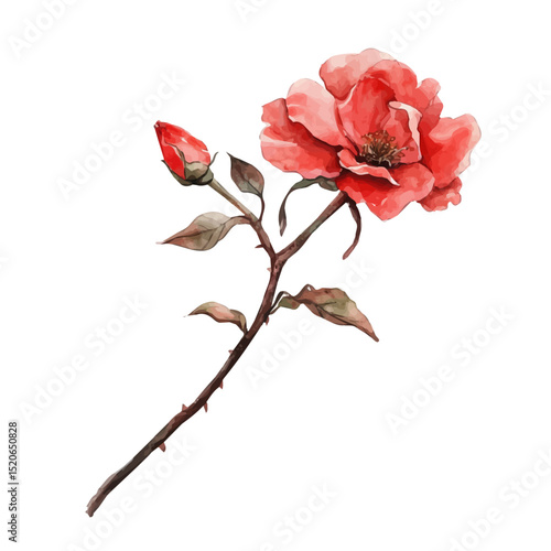 A Desert Rose Stem, watercolor clipart vector, high quality, isolated on a white background.