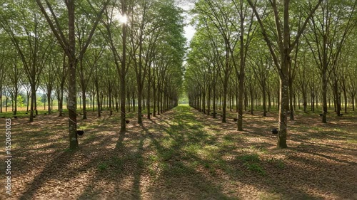 Rubber Tree Plantation: Rows of Trees in Sunlight