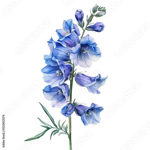 A Delphinium Stem, watercolor illustration vector, high quality, isolated on a white background.
