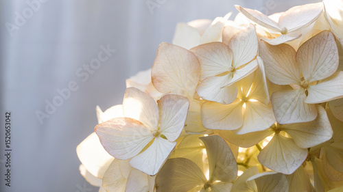 Close up view of delicate white hydrangea flower in soft sunlight illuminating details