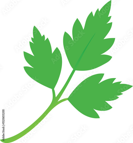 parsley leaf  vector on white background   